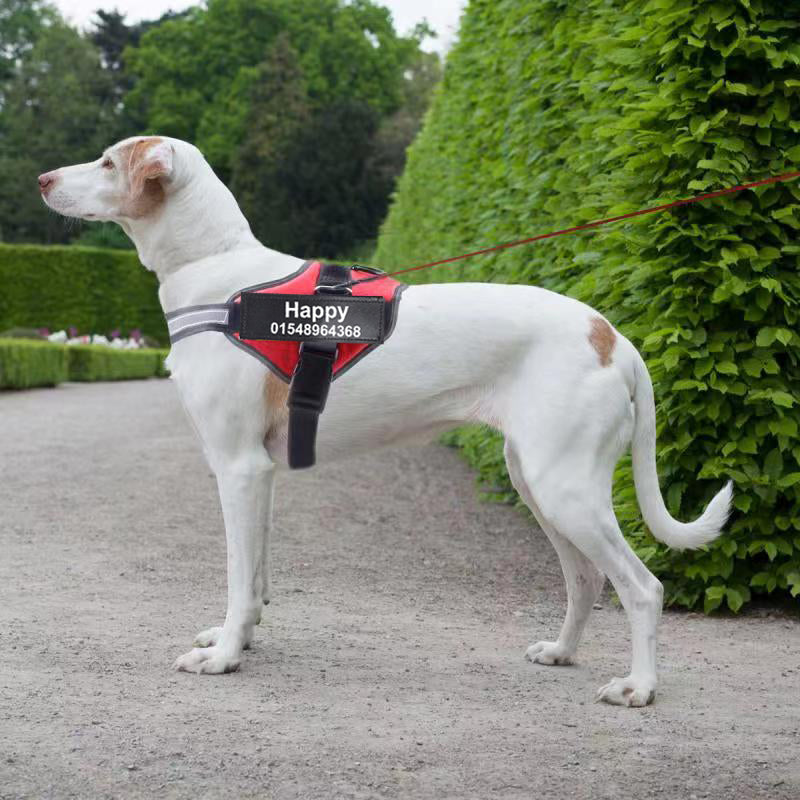 Dog wearing personalized NameMe harness with custom name tag outdoors