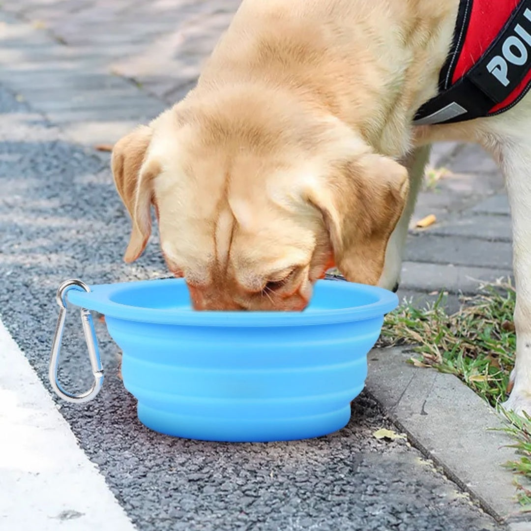 Dog drinking from GoSip fold-flat travel bowl outdoors