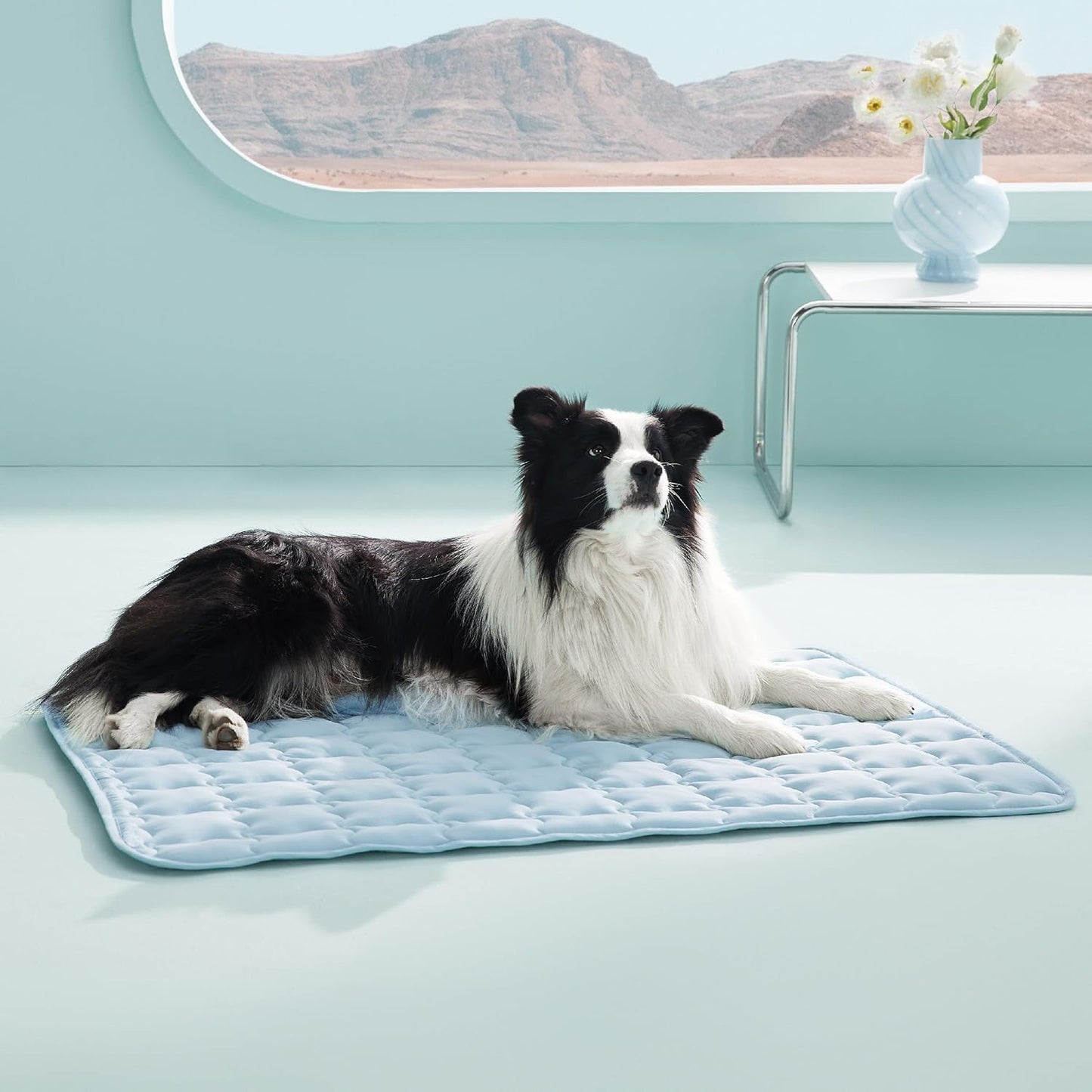 Black and white long-haired dog lying on a light blue quilted cooling mat indoors.