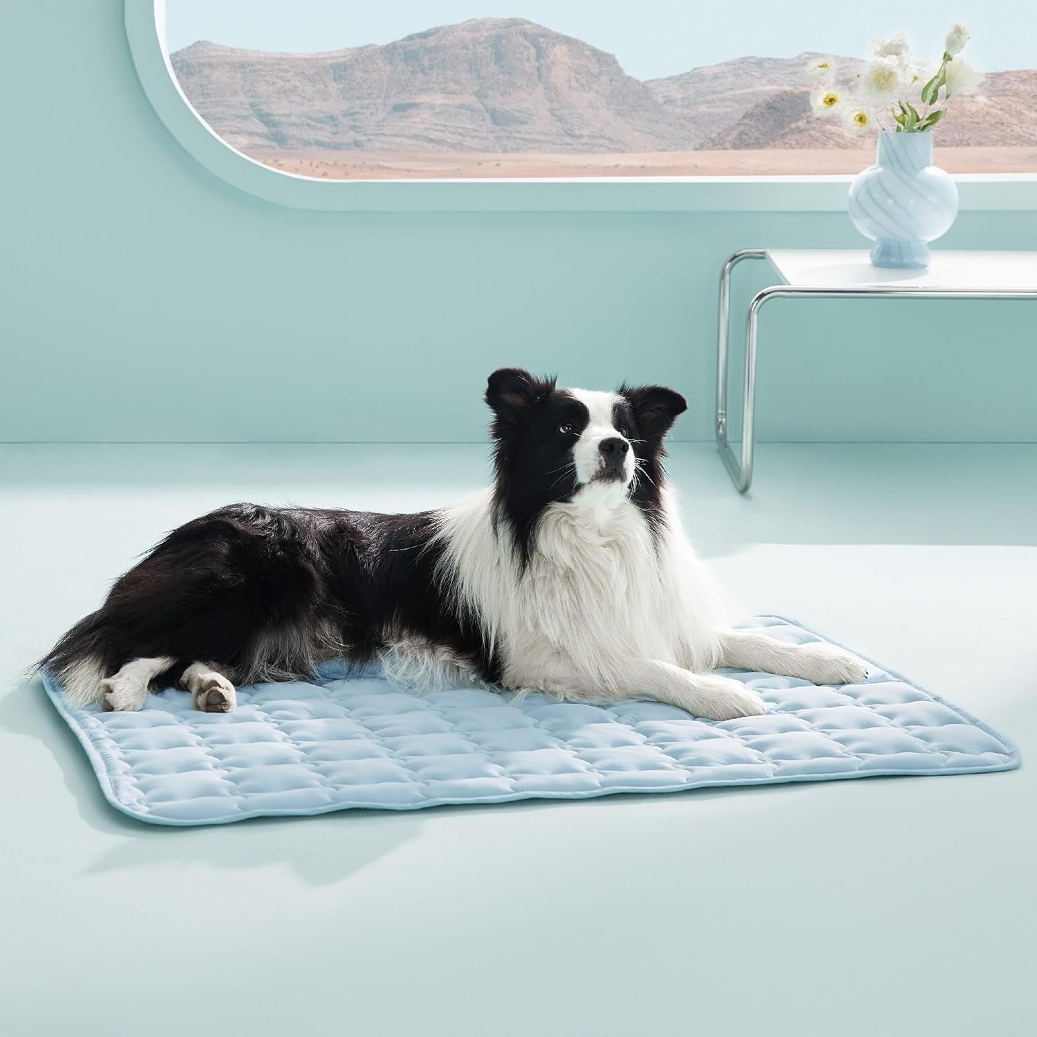 Black and white long-haired dog lying on a light blue quilted cooling mat indoors.